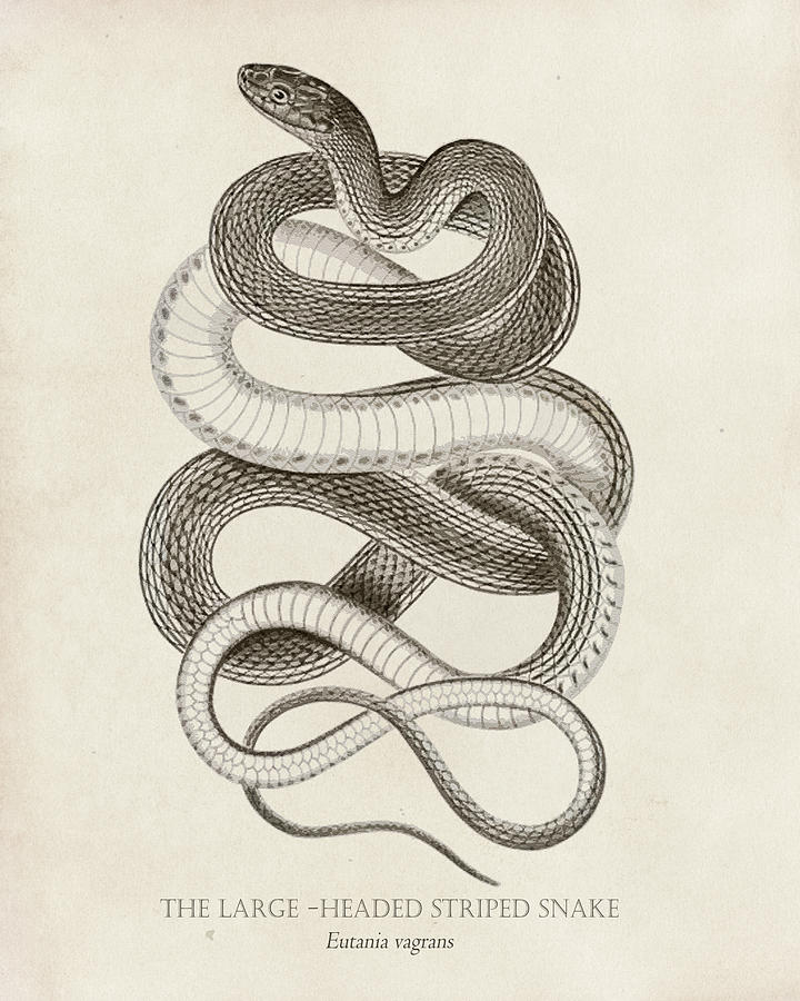 720x900 Snake Head Drawings Fine Art America
