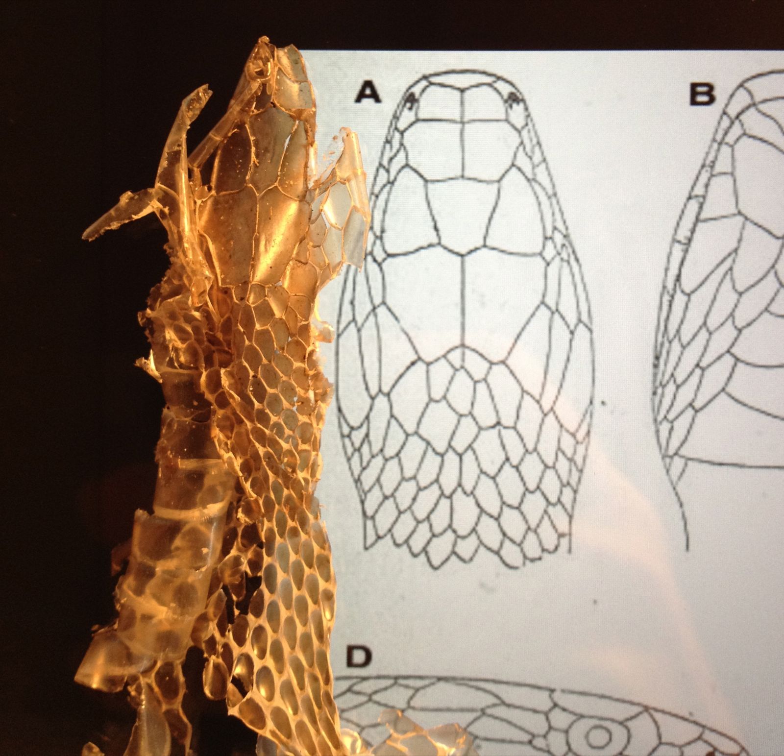 1600x1543 Spasms Of Accommodation Hey Heisenberg, A Snake Was Here. What Kind