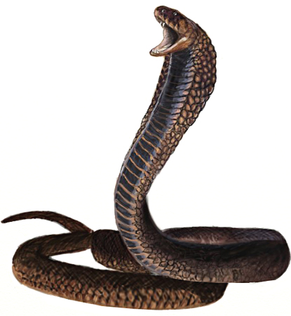 415x450 How To Draw A King Cobra Snake