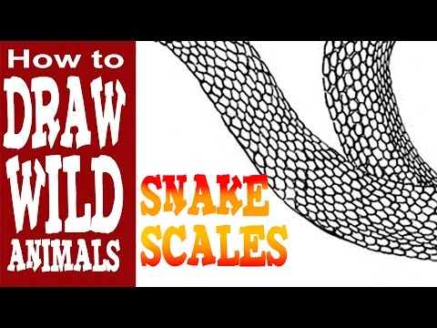 480x360 How To Draw Snake Scales