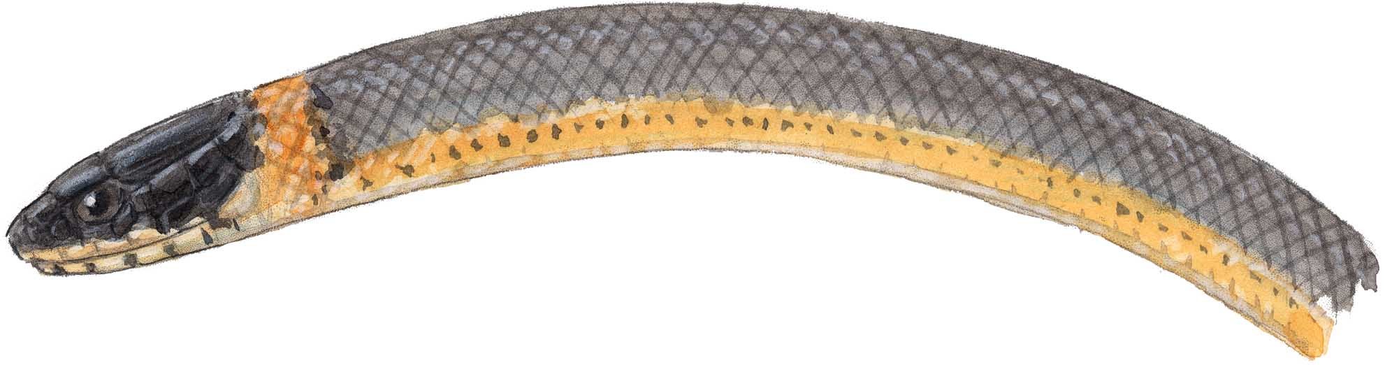 1992x522 How To Draw Scales