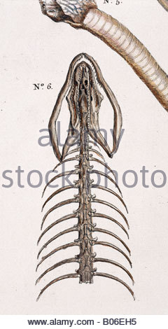 240x470 Snake Detail By Albertus Seba Stock Photo 17353527