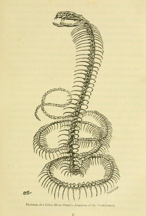 476x700 Snakes Curiosities And Wonders Of Serpent Life. Catherine C