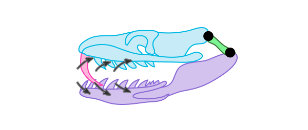 600x254 How To Draw Animals Snakes And Their Patterns