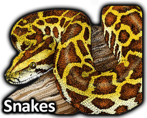300x240 Snakes Full Color Amp Line Art Illustrations
