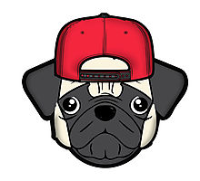 220x200 Snapback Pug Photographic Prints By Diffy2009 Redbubble
