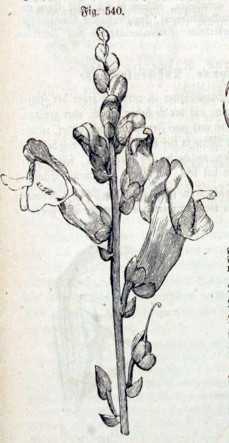 750x1447 Snapdragon Drawing Painting And Drawing Drawing