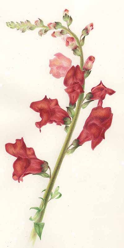 400x802 Botanical Snap Dragon Tattoo Antirrhinum Snapdragon Favorite