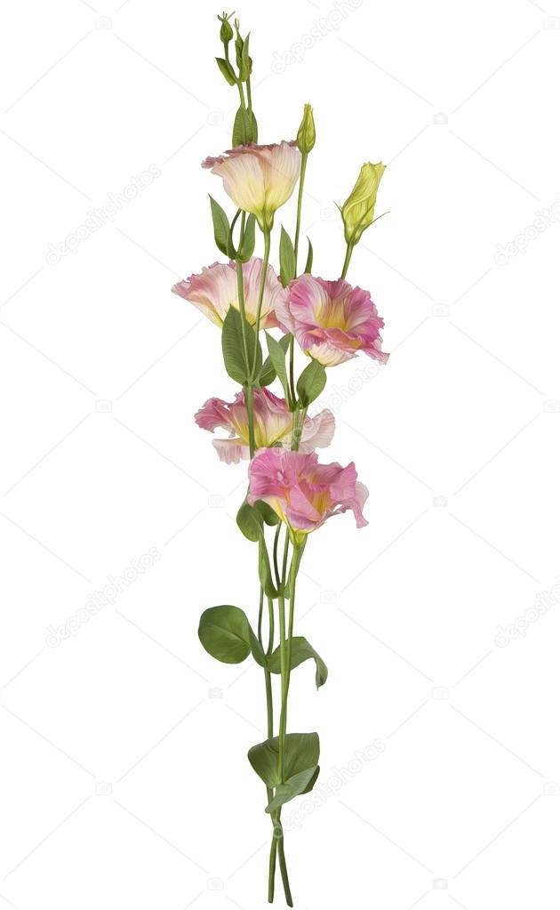 630x1023 Drawing Of Pink Lisianthus Flower Stock Photo Rangreiss