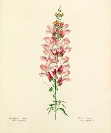 355x428 Lydia Penrose