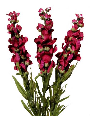 384x492 Flowers For Flower Lovers. Snapdragon Flowers Pictures.
