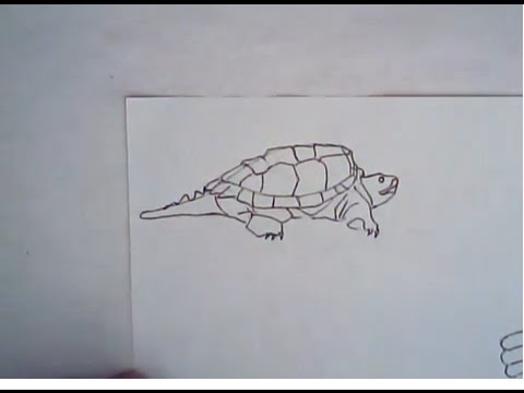 480x360 How To Draw An Alligator Snapping Turtle (Simple Drawing)