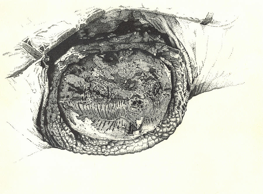 900x663 Snapping Turtle Drawing By Marcus England