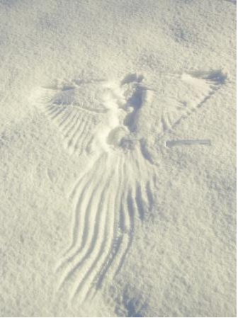 336x449 The Snow Angel Of Death Why Evolution Is True