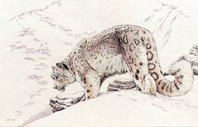 770x497 Saatchi Art Snow Leopard Drawing By Charles Berry