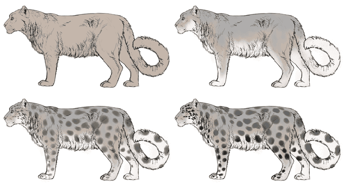 688x371 How To Draw Big Cats Lions, Tigers, Cheetahs, And Much More
