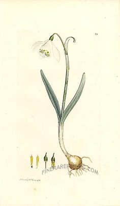 236x404 Quick Study Of Snowdrops In Black Pen With My Cup Of Tea This