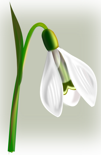 390x598 Snow Drop Clip Art