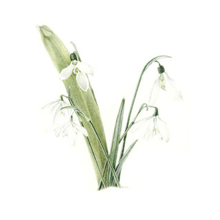 320x320 Snowdrop Stuff I Want To Make Botanical Drawings