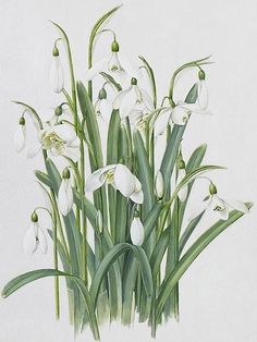 236x314 Tipsnd Tricks On Botanical Drawing Sketchbook Illustration