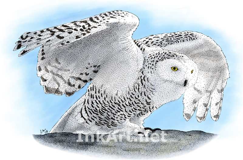 800x528 Snowy Owl (Nyctea Scandiaca) Stock Art Illustration