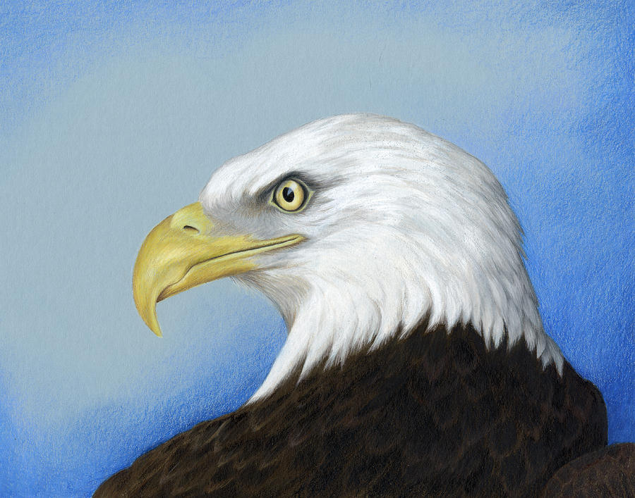 900x707 Soaring Eagle Drawings Fine Art America