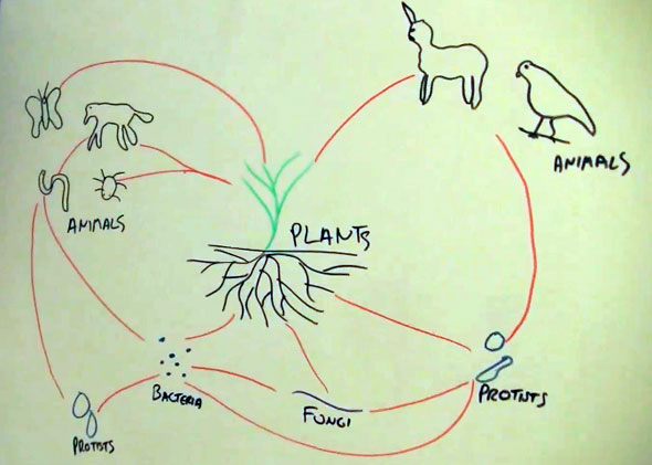 590x421 Soil Food Web