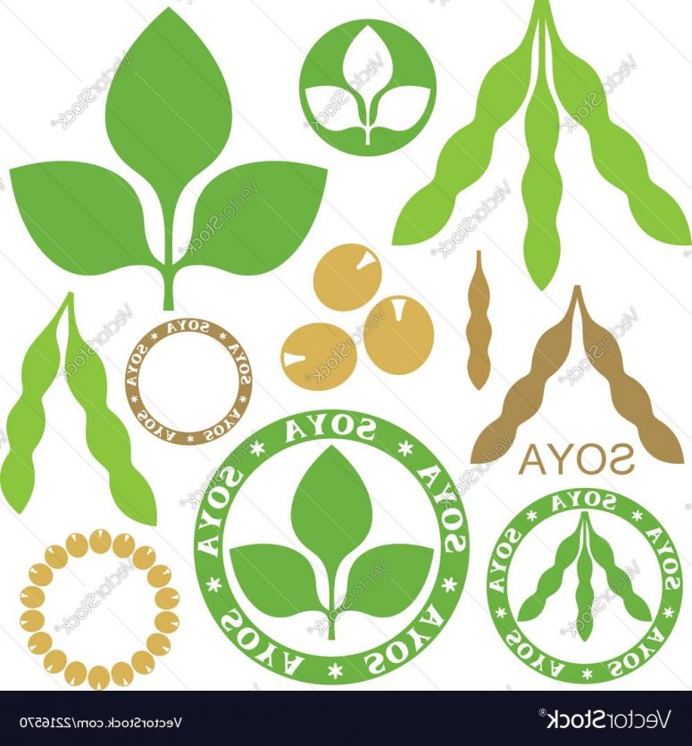 775x836 Best Hd Soybean Drawing Vector Photos Clip Art Designs, Vectors
