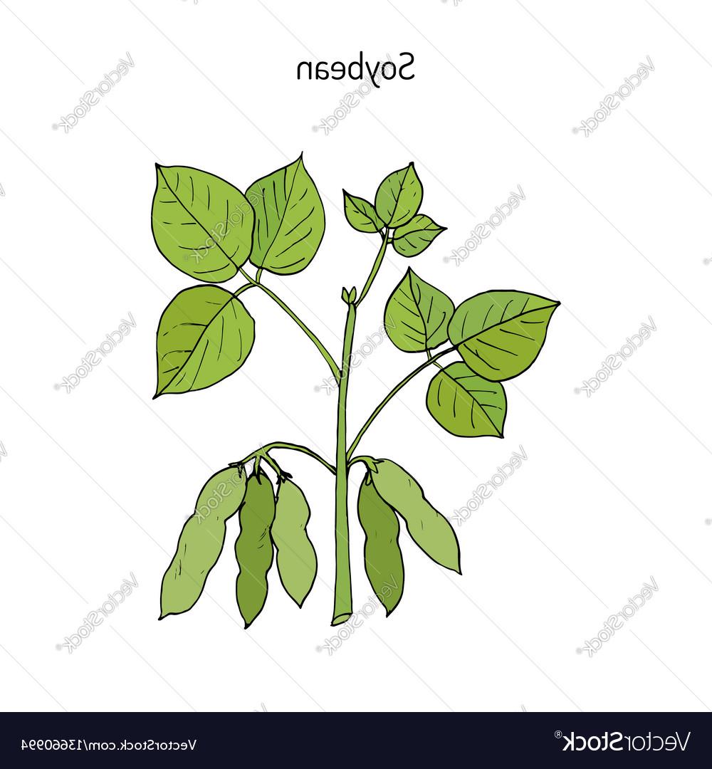 1000x1080 Best Soybean Hand Drawn Vector Drawing