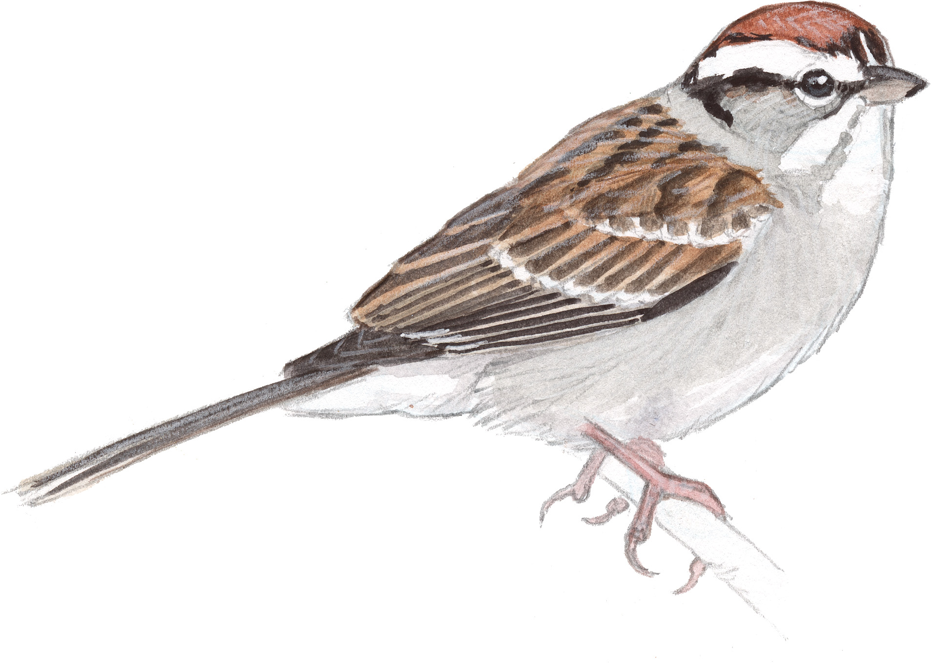 Sparrow Bird Drawing at GetDrawings Free download