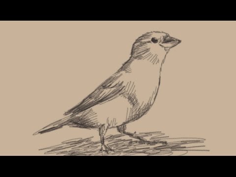 480x360 How To Draw A Sparrow Bird