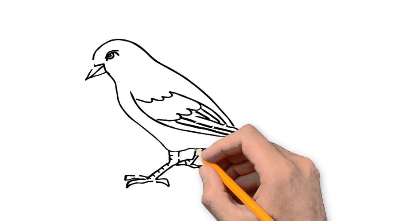 Sparrow Bird Drawing at GetDrawings | Free download