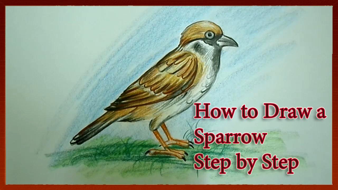 1280x720 How To Draw A Sparrow Easy