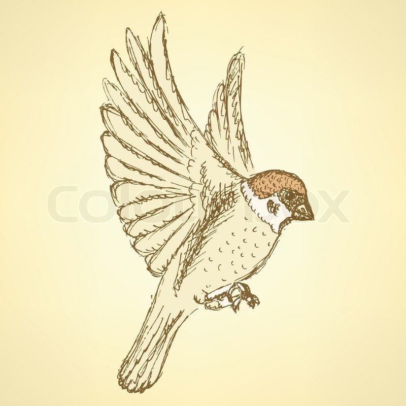800x800 Sketch Cute Sparrow, Vector Background In Vintage Style Stock
