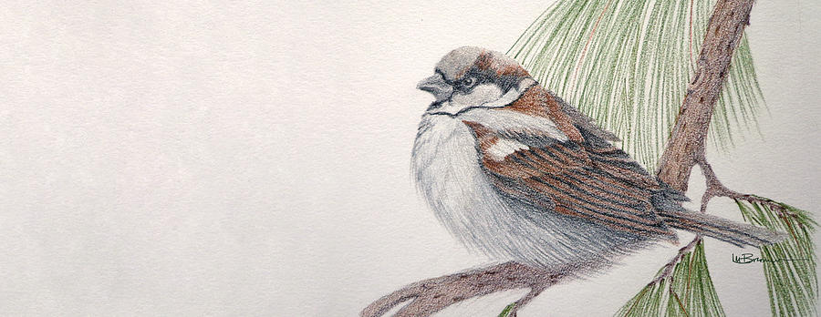 900x348 Sparrow Among The Pines Drawing By Leslie M Browning