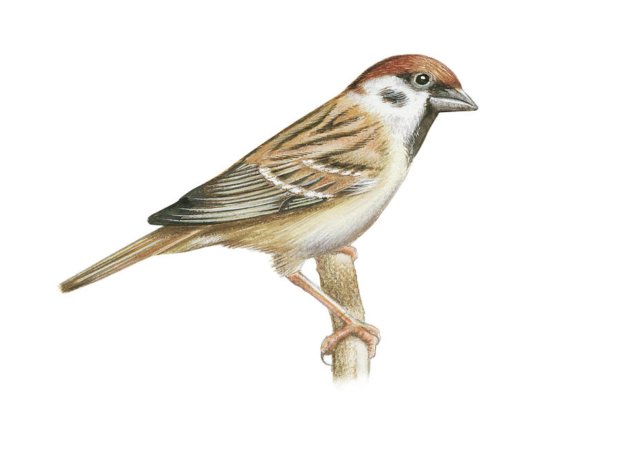 900x654 Tree Sparrow Drawing By Lionel Portier