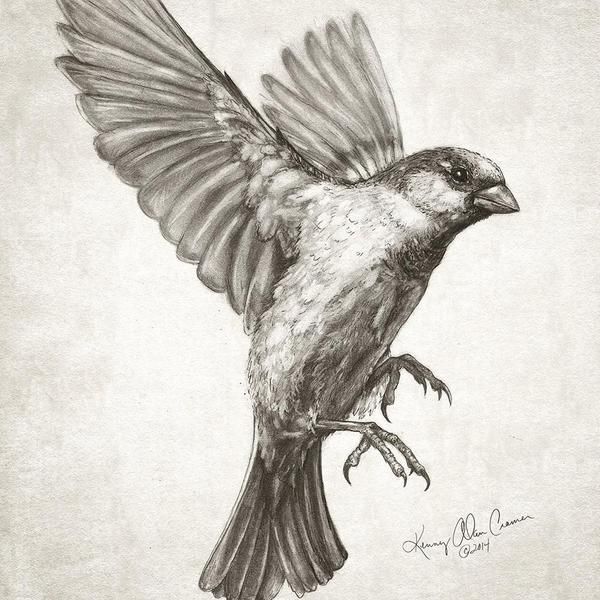 600x600 Ideas About Sparrow Drawing On Pen And Ink