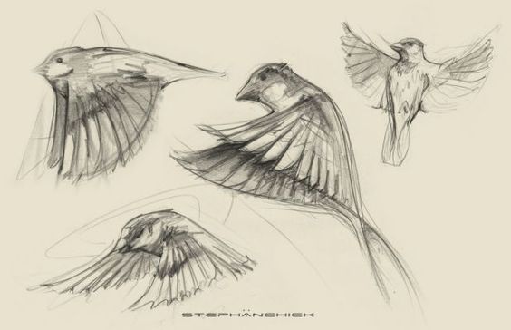 564x364 Sparrow Drawing Tattoo