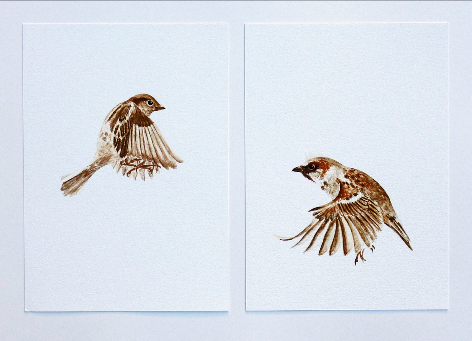 1600x1156 Flying Sparrow Drawing Flying Girl Sparrow