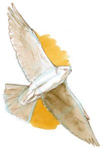 211x300 How To Draw Birds In Flight