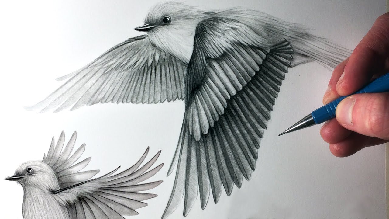 1280x720 How To Draw Birds Flying