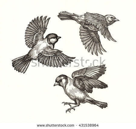 450x426 Image Result For Flying Bird Drawing Tattoo Ideas