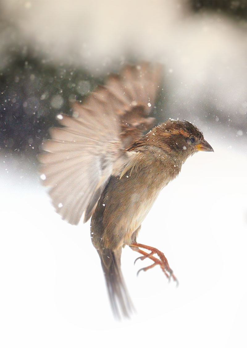 800x1125 World Sparrow Day 2013 Garden Walk Garden Talk