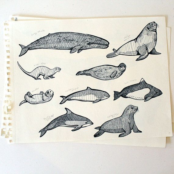 570x570 Billedresultat For Drawing Harbour Porpoise Illustrator Make