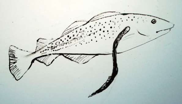 595x341 Indicator Species Drawing In The Field