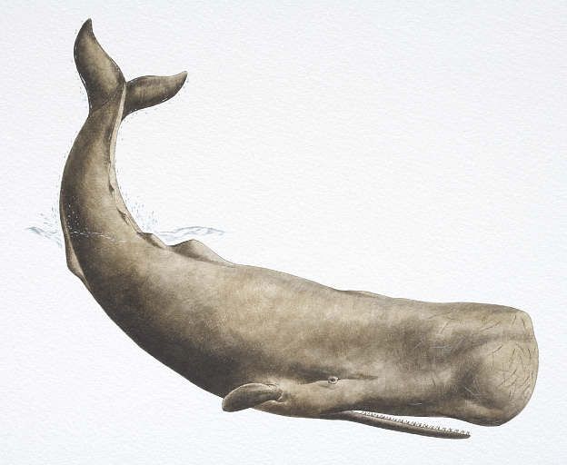 624x512 Sperm Whale Animal, Tattoo And Creatures