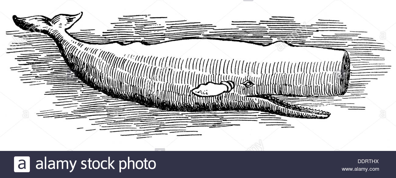1300x585 Fishing Whaling Sperm Whale Drawing From Muenchner Merkur