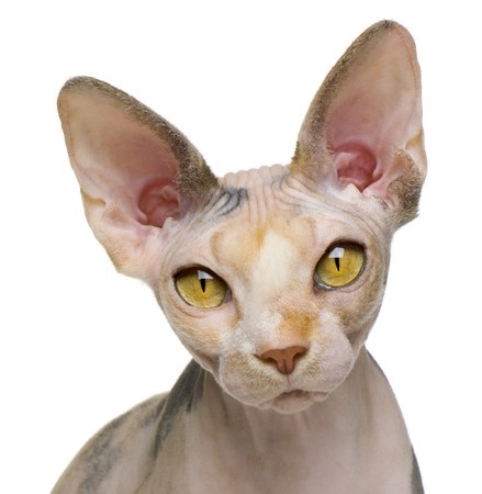 439x450 Gccf Online Gt Cat Breeds Gt Sphynx