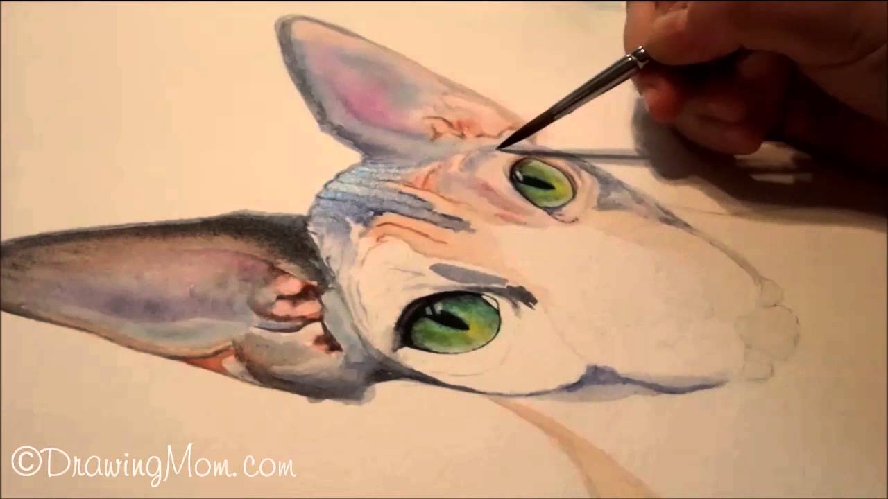 1280x720 Joy, Watercolor Sphynx Cat Portrait Speed Painting, By Drawingmom