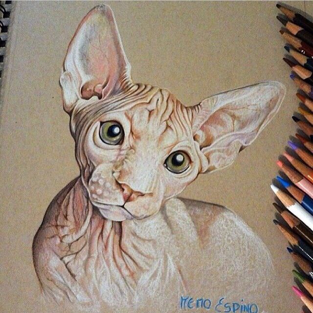 640x640 Sphynx Cat Colored Pencil Sketch, Drawing Art Inspiration